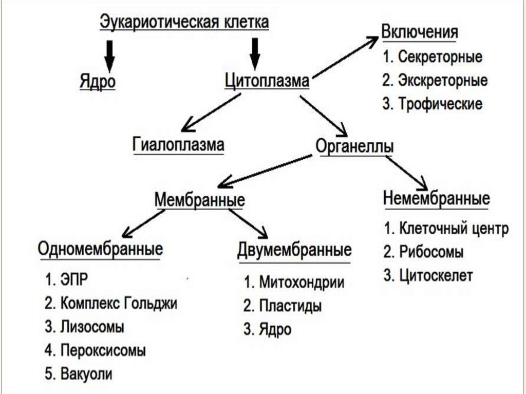 Органоиды клетки схема клетки