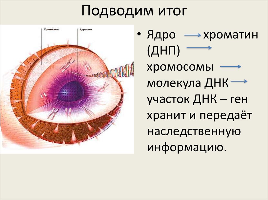 Строение и функции ядра