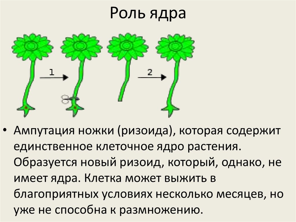 Хромосомный набор ризоидов папоротника