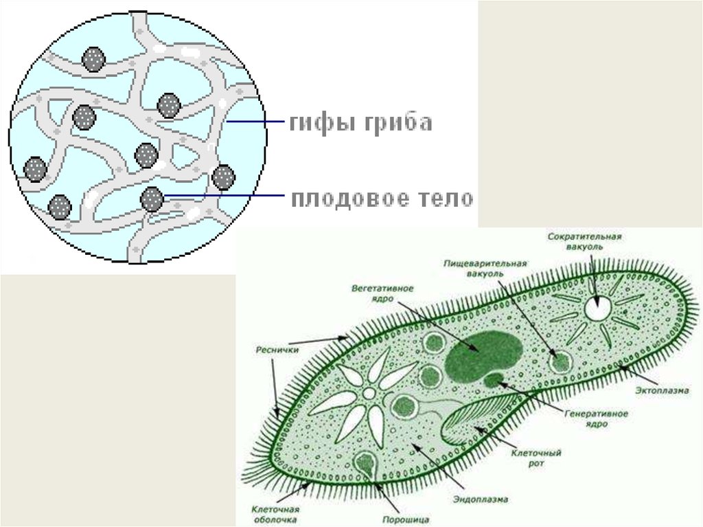 Клетки гриба не имеют ядра. Клетка с двумя ядрами. Клетки с двумя ядрами примеры. Простейшие клетки с двумя ядрами.