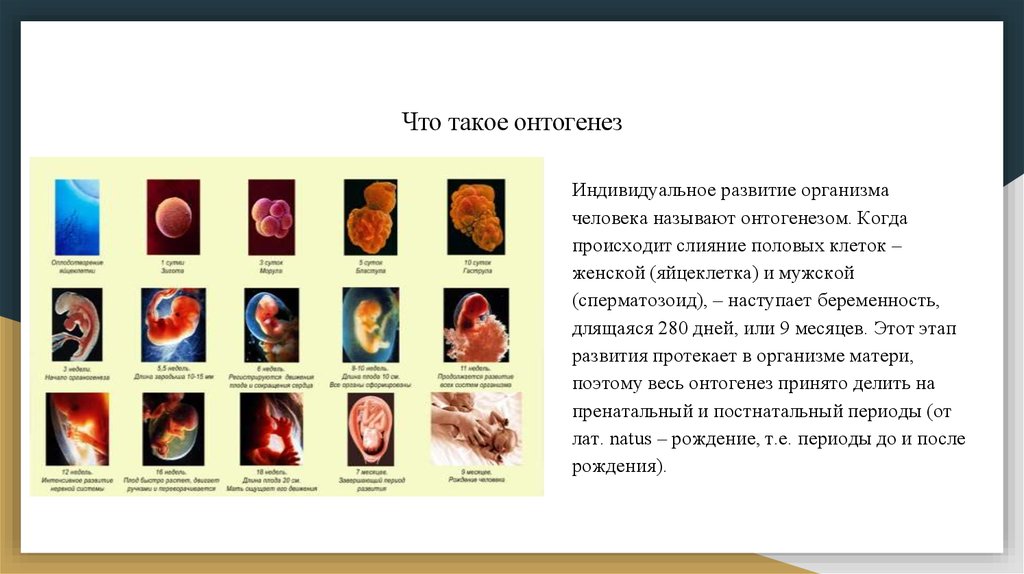 Онтогенез человека презентация 10 класс