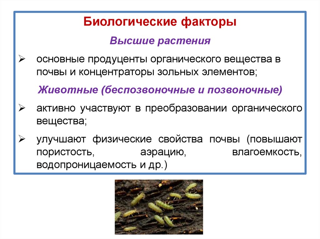 Влияние биологических факторов. Биологический фактор формирования почвы. Биологические факторы плодородия почвы. Биологические факторы почвы. Факторы влияющие на плодородие почвы.