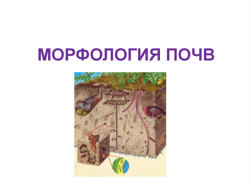 Как расположена почва. Морфология почв. Понятие о морфологии почв. Строение почв морфология. Генетическая морфология почв.