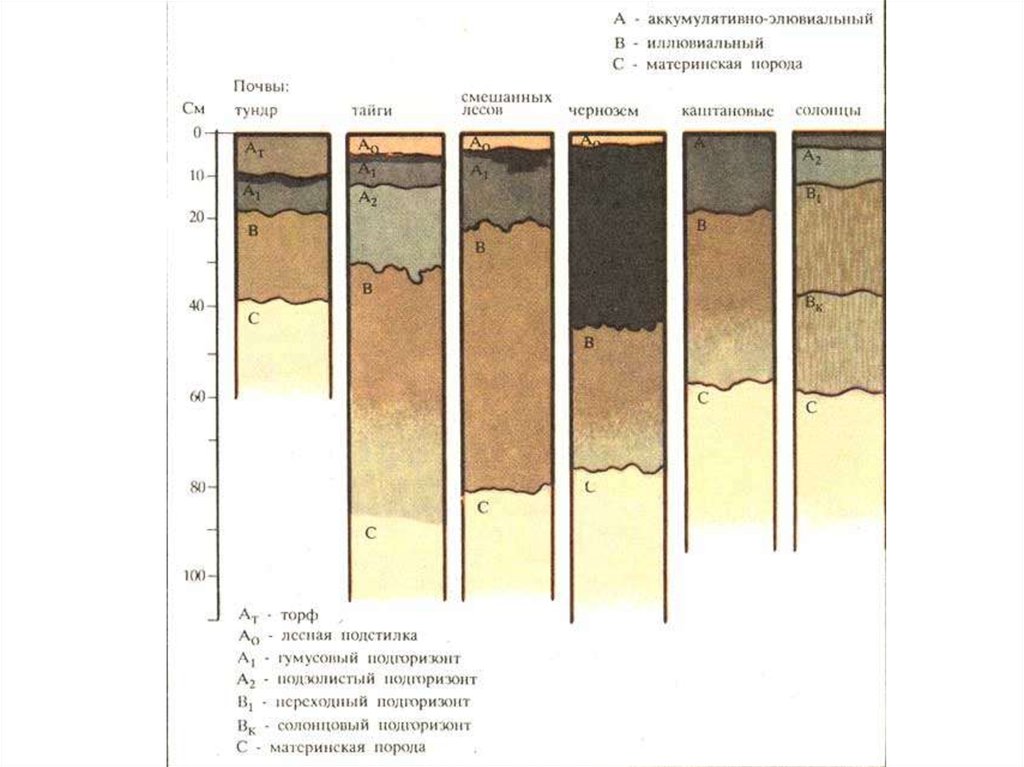 Почвы средней полосы. Почва глинистая почва Песчаная почва плодородие почвы. Почвенный профиль характеристика горизонтов. Типы строения почвенного профиля. Почвенный Горизонт а1.
