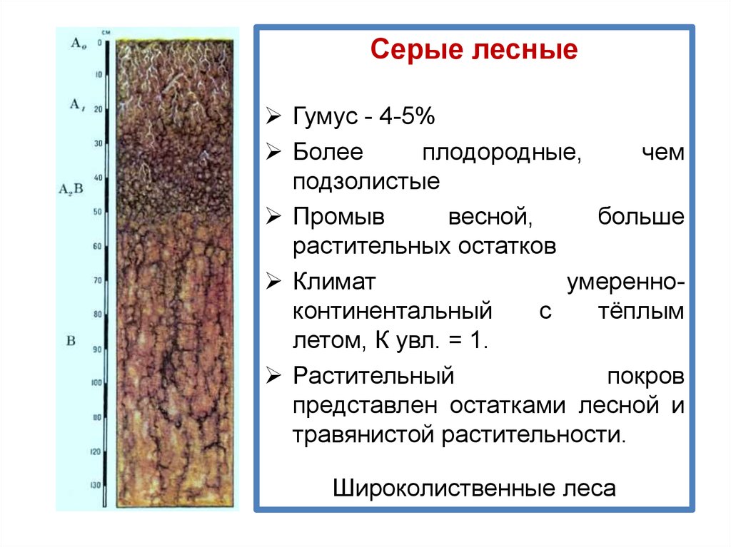 О каком свойстве почвы идет речь. Серые Лесные почвы характеристика плодородие. Плодородность серых лесных почв. Тип почв России серые Лесные географическое положение. Тип почвы характеристика.серые-Лесные.