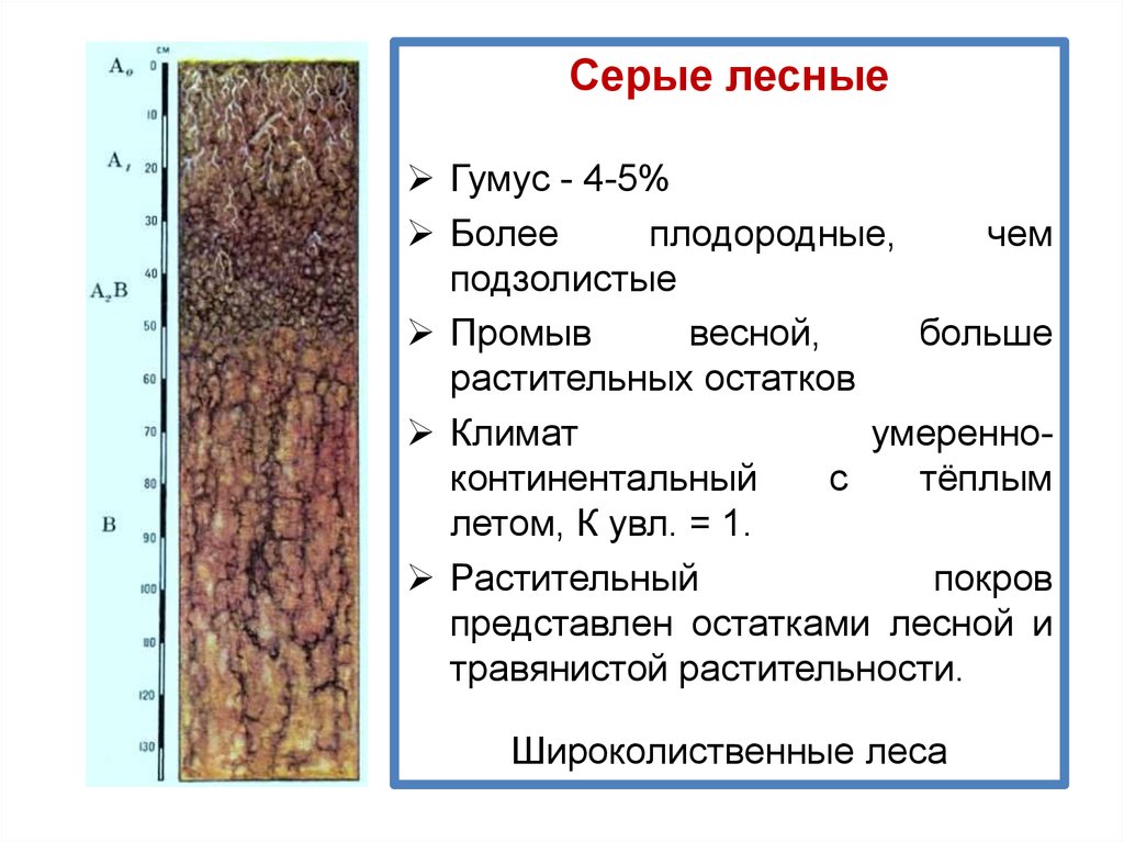 Серые почвы. Плодородность серых лесных почв. Серые Лесные почвы плодородие. Плодородие серой Лесной почвы. Серые Лесные почвы свойства почвы.