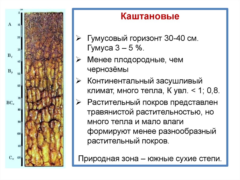 Почвы гумусового горизонта