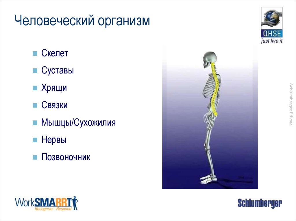 Скелет суставы. Суставы скелета. Скелет колена. Суставы скелета человека. Краска Венсдей тела скелета.