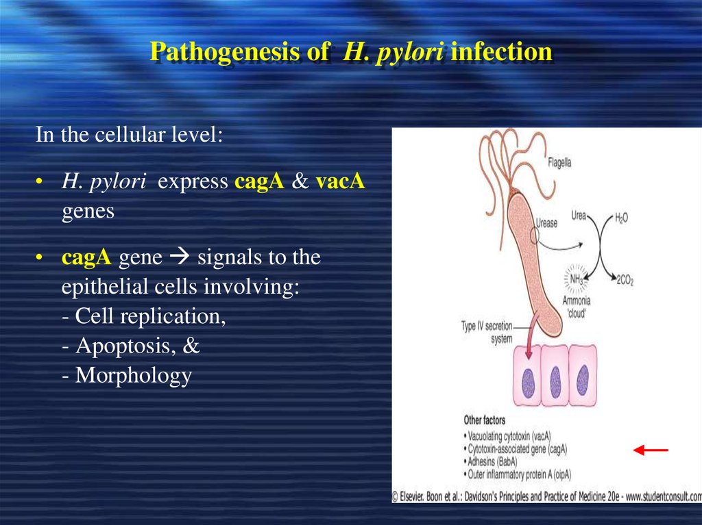 Pathogenesis of H. pylori infection