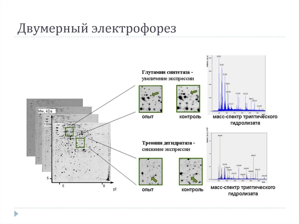 Карта в осу электрофорез