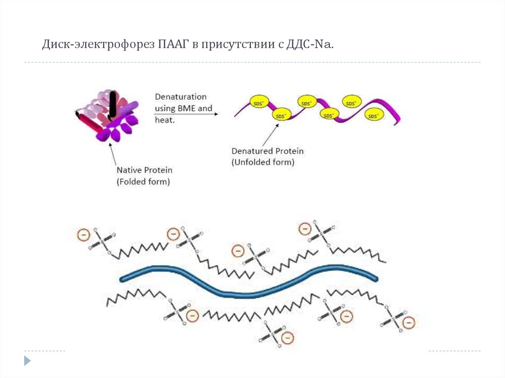 Электрофорез карта осу