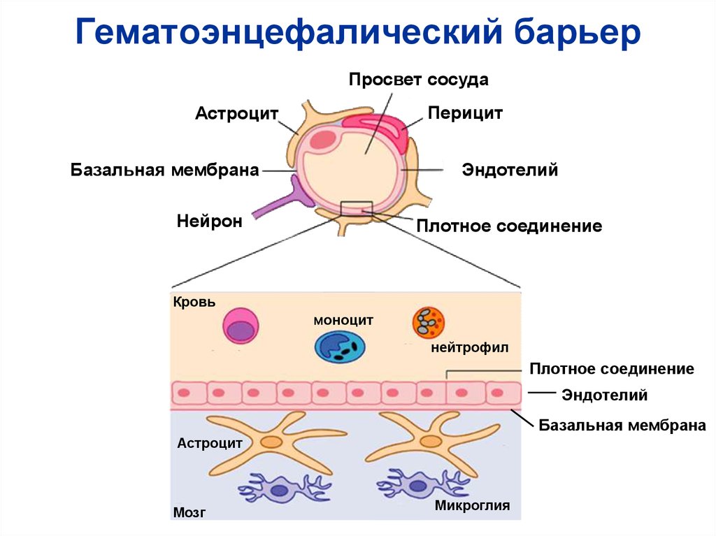 Гематоэнцефалический барьер рисунок