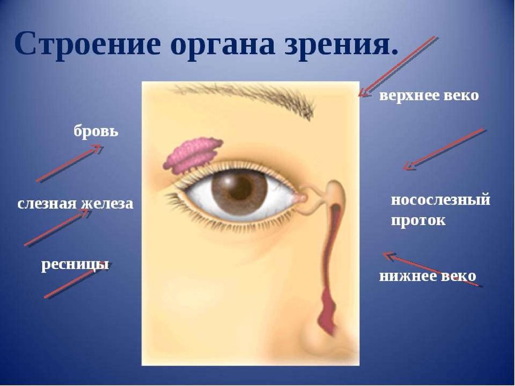 Брови аппарат глаза. Строение органа зрения. Орган зрения и зрительный анализатор. Слезная железа верхнего века. Структура органа зрения.