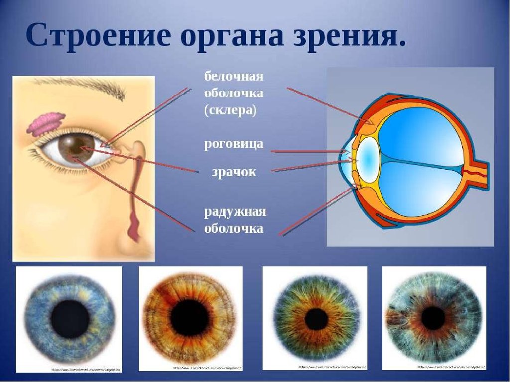 Презентация на тему зрительный анализатор строение и функции глаза