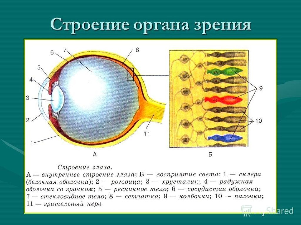 Зрительный анализатор нарисовать