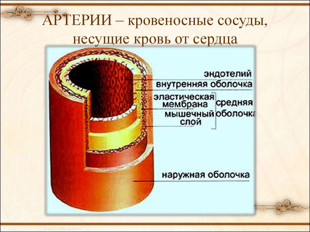 Артерии трехслойные