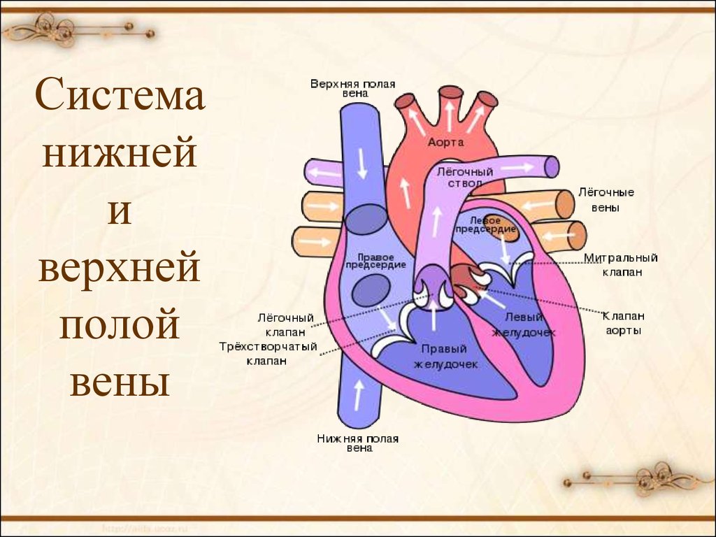 Полая легочная вена