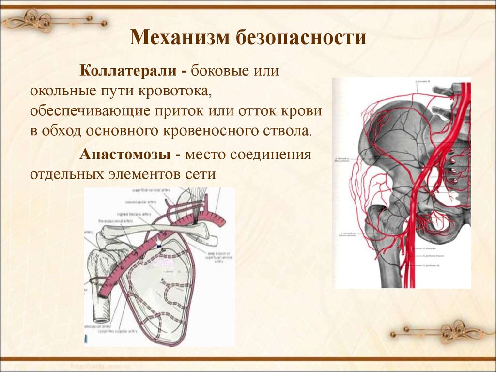 Схема коллатерального кровообращения с обозначениями