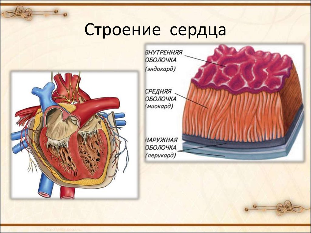 Слои сердца. Строение сердца оболочки сердца. Строение сердца физиология. Строение сердца для детей. Послойное строение сердца.