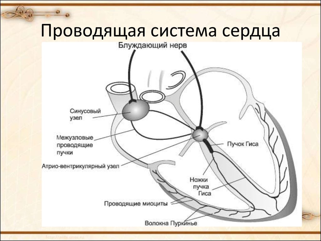 Строение нервного узла. Проводящая система сердца узлы пучки волокна. Схема проводящих путей сердца. Проводящая система сердца синусовый узел. Схема узлов и Пучков проводящей системы сердца.