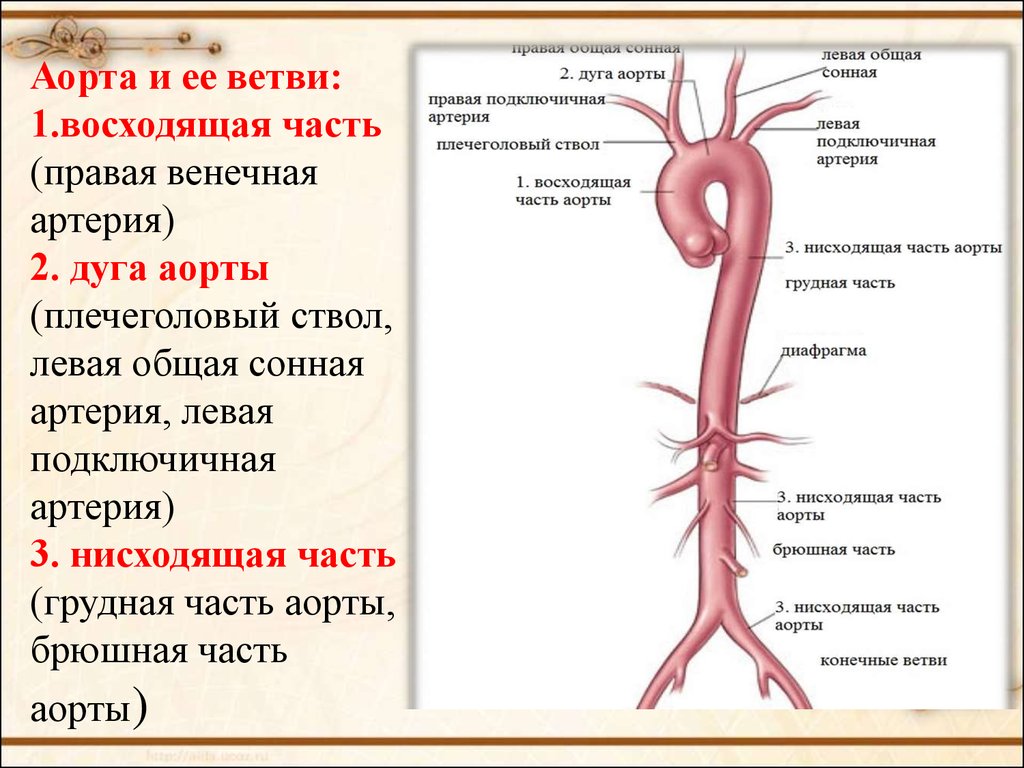 Какие функции выполняет ствол. Ветви нисходящей части аорты схема. Отделы восходящего отдела аорты. Грудная аорта париетальные ветви анатомия. Артерии аорты схема.