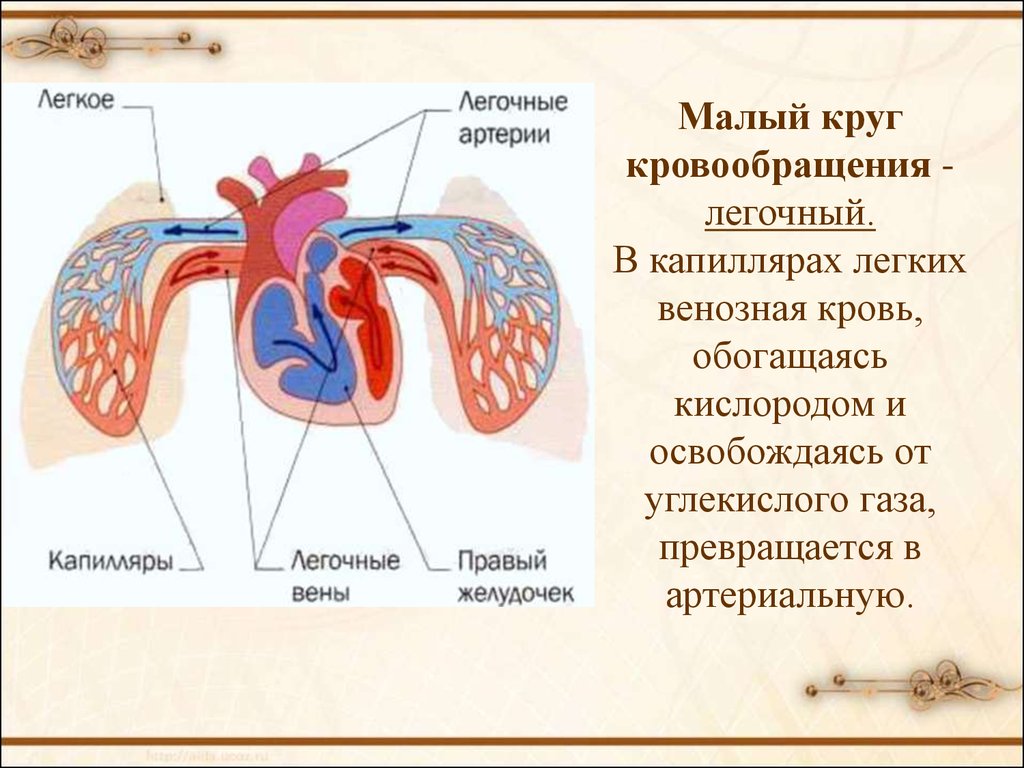 Малый легочный круг кровообращения. Малый легочный круг кровообращения анатомия. Малый легочный круг кровообращения схема. Легочное кровообращение (малый круг кровообращения). Алый круг кровообращения.