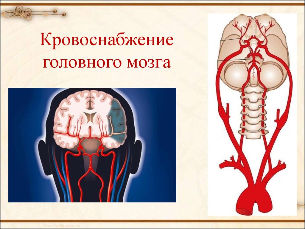 Поступление крови в мозг. Кровообращение головного мозга анатомия. Кровоснабжение головного мозга. Кровоснабжение головного мозга анатомия. Кровоображение головного могза.