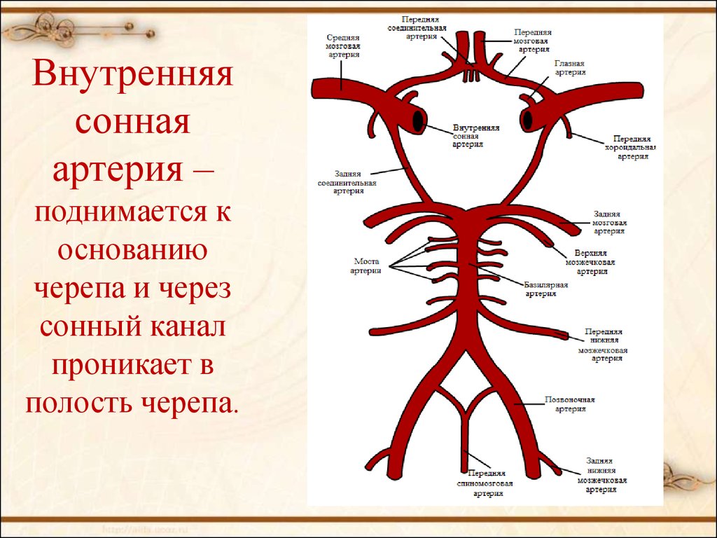 Вертебрально базилярная недостаточность. Внутренняя Сонная артерия анатомия таблица. Внутренняя Сонная артерия анатомия что кровоснабжает. Ветви внутренней сонной артерии схема. Анатомия сонных артерий схема.