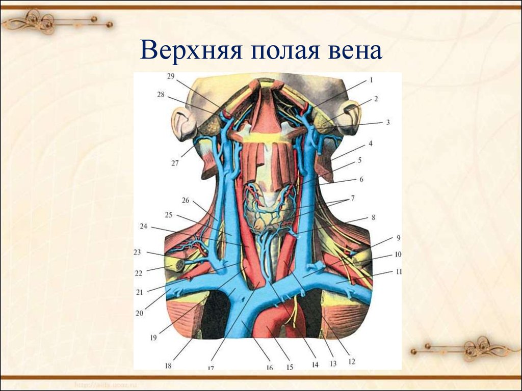 Система верхней полой вены правая половина. Система верхняя полая Вена анатомия. Вены анатомия верхняя полая Вена. Верхняя полая Вена анатомия схема. Верхняя полая Вена анатомия ветви.