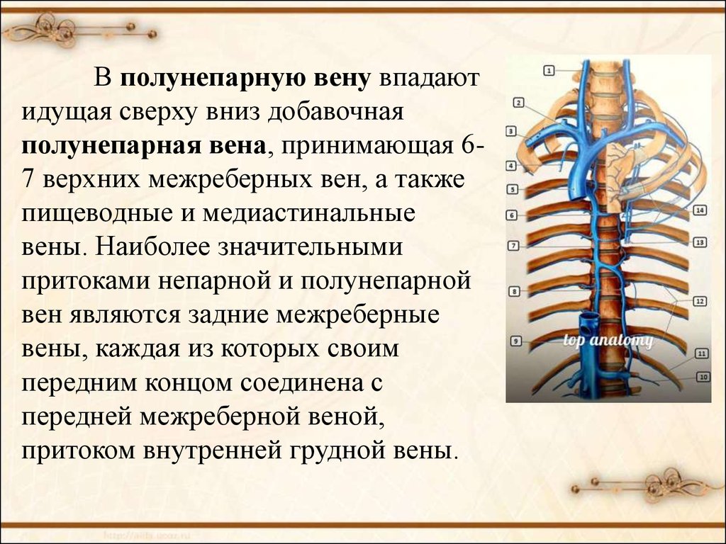 Непарной и полунепарной вен