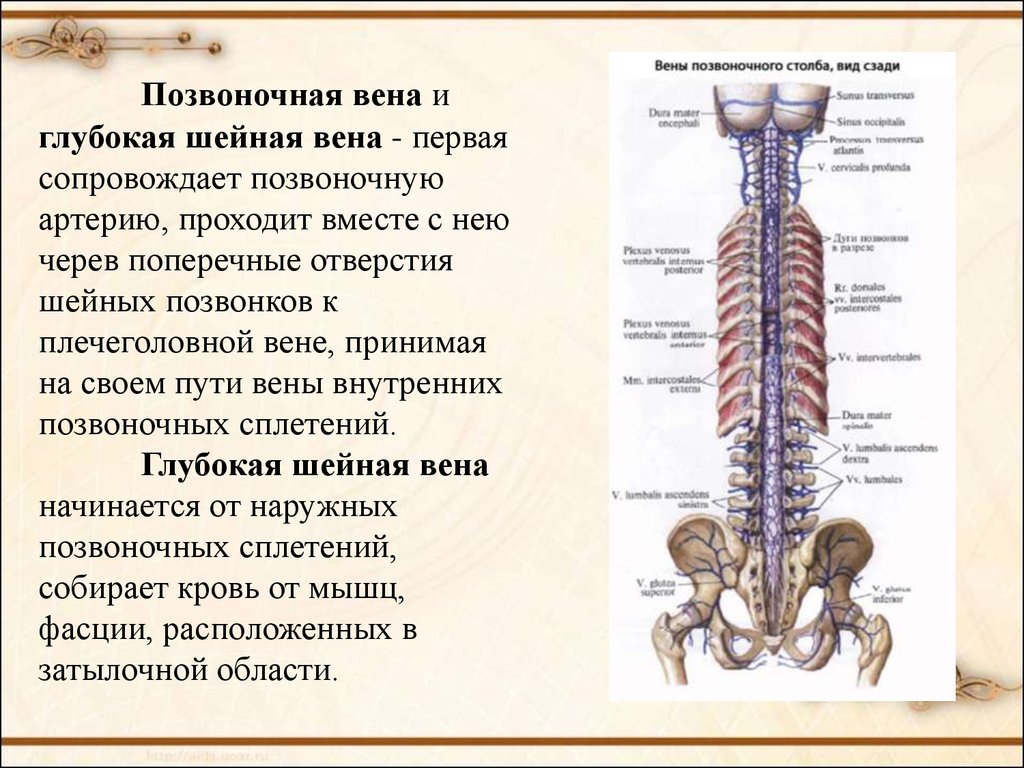 Венозная дисгемия по позвоночным сплетениям. Позвоночные вены анатомия. Позвоночные венозные сплетения. Вены позвоночника. Вены позвоночного столба.