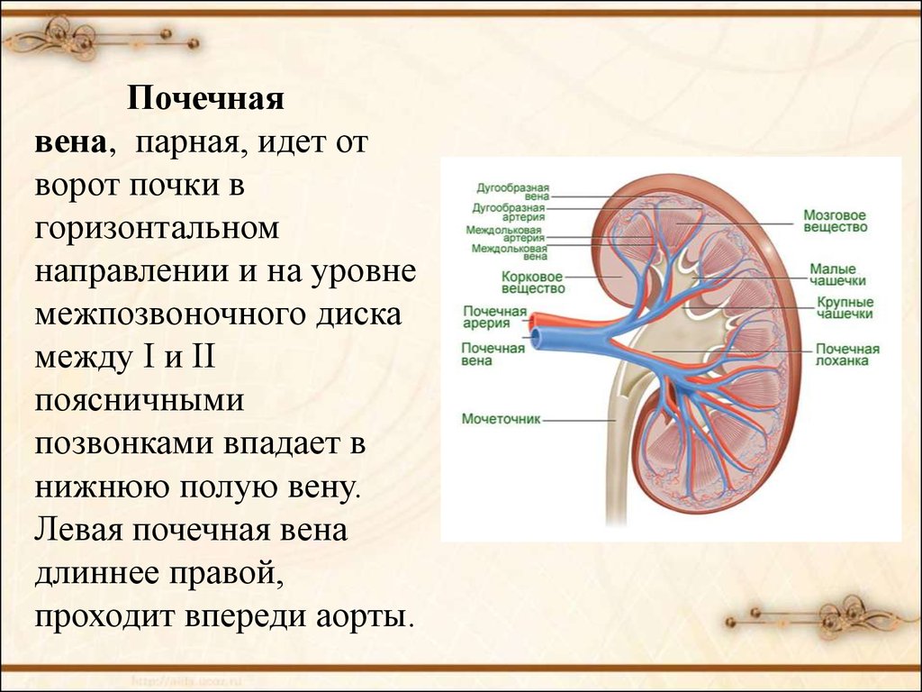 Артерия и вена почки. Почечная лоханка почечная Вена почечная артерия.