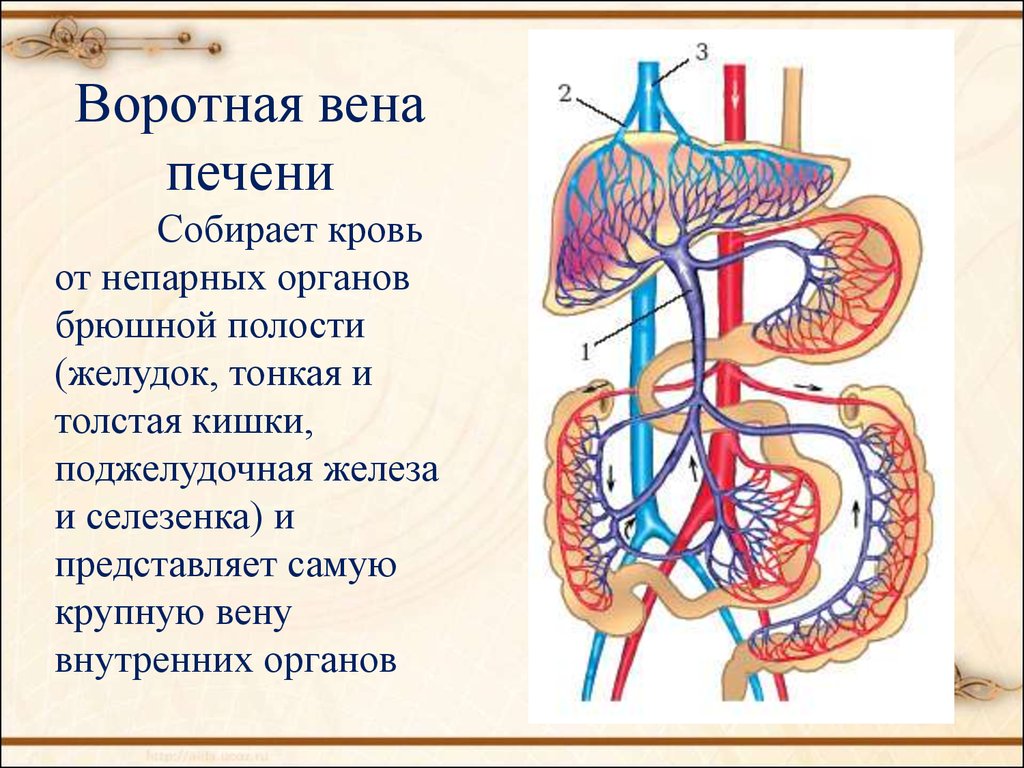 Куда оттекает. Кровоснабжение печени анатомия воротная Вена. Портальная система печени анатомия. Воротная Вена собирает кровь от.