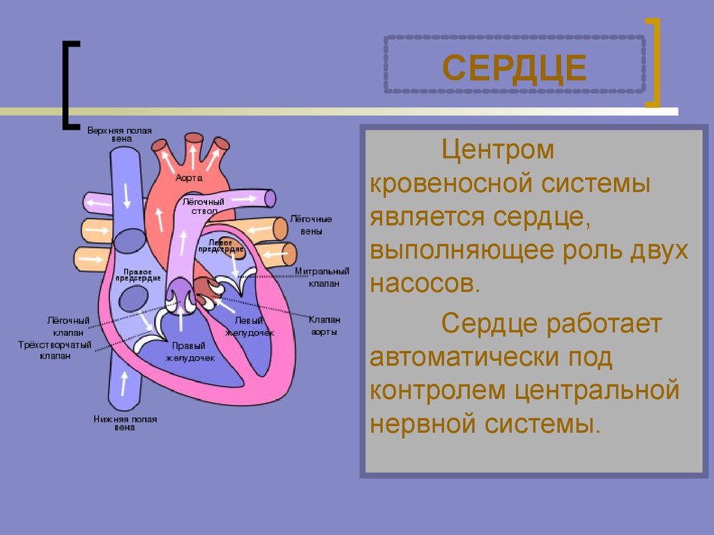 Сердечный центр. Клапан легочной вены. Митральный клапан в легочной Вене. Теория сердечной помпы.