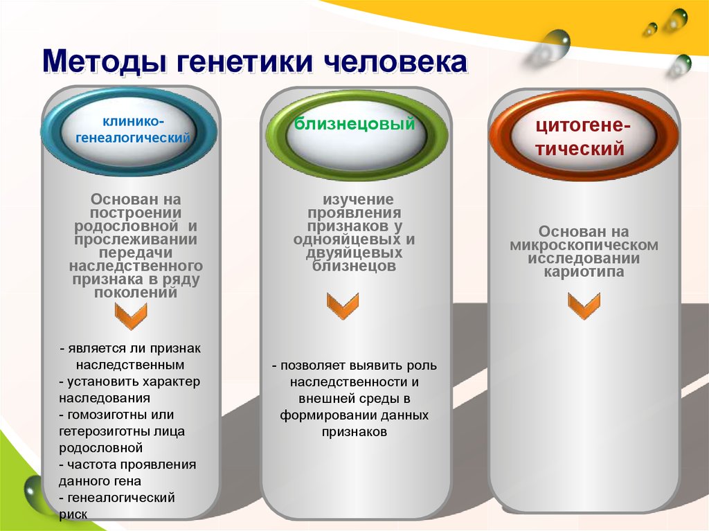 Методы генетики человека. Методы генетики презентация. Методы генотипа человека. Буклет на тему генетика человека.