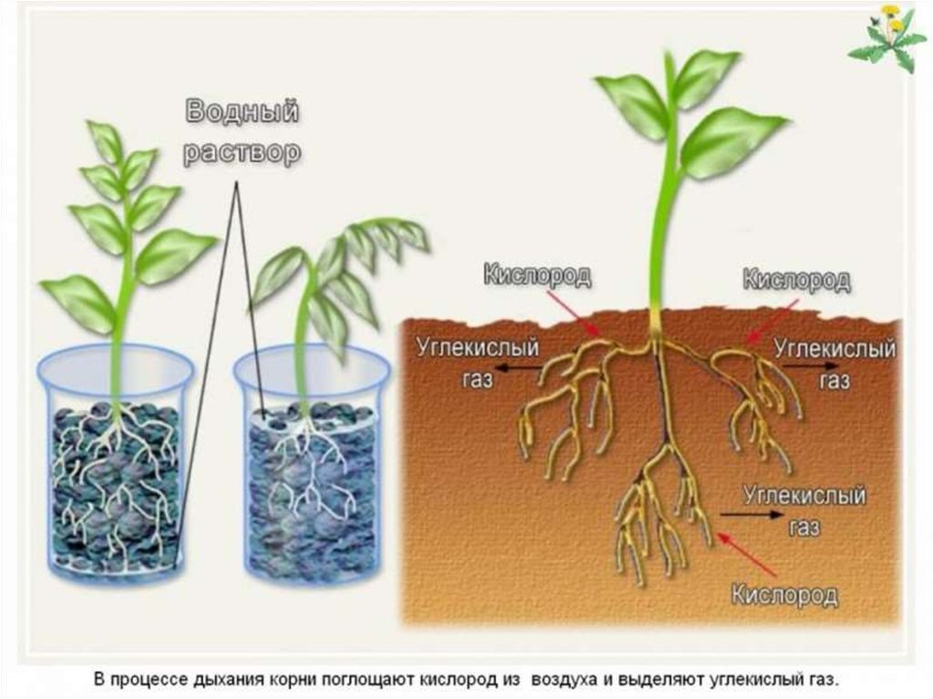 Объясните почему растение во 2 стакане завяло. Корни растений. Дыхание корня. Процесс поглощения воды корнями растений.