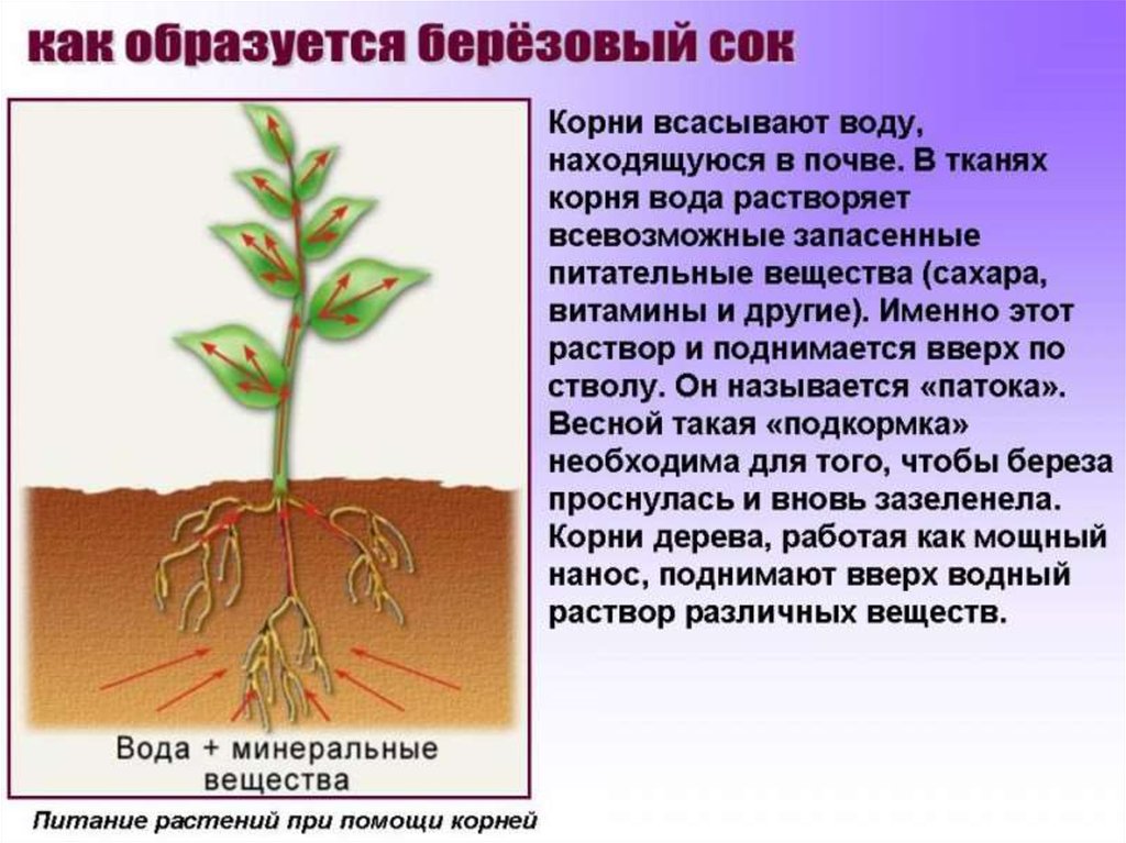 Род корневых будет жить читать 8. Корни растений. Корень. Корешок растения.