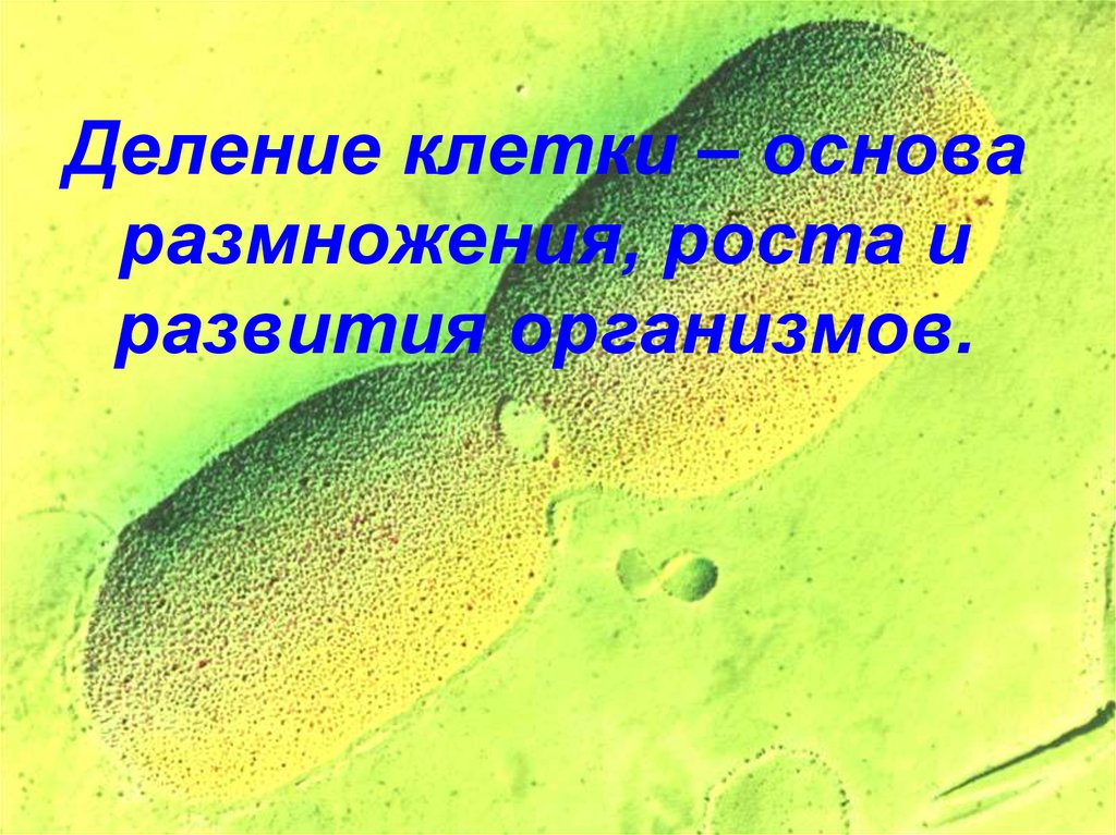 Основа роста. Деление клетки основа роста развития и размножения. Деление клетки рост развитие размножение организмов. Деление клеток основа размножения и роста организмов. Деление клеток лежит в основе размножения и развития.