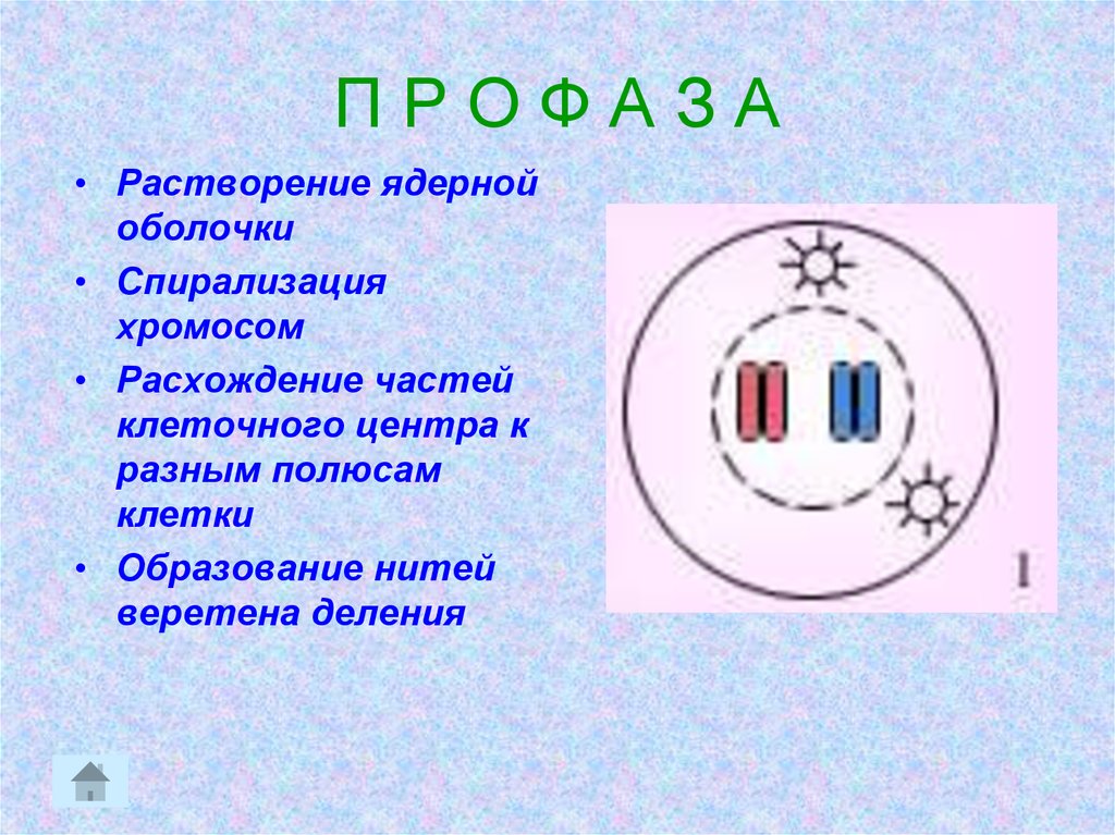 Спирализация двухроматидных хромосом. Растворение ядерной оболочки. Веретено деления клетки. Полюса клетки. Растворение ядерной оболочки фаза.