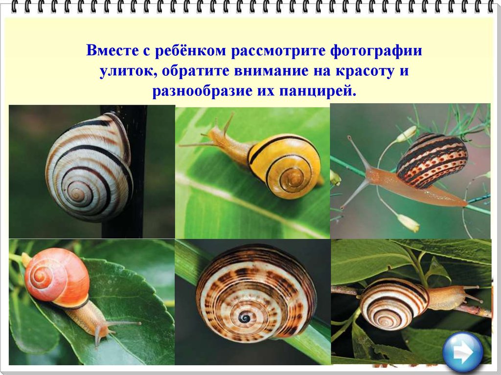 Вместе с ребёнком рассмотрите фотографии улиток, обратите внимание на красоту и разнообразие их панцирей.