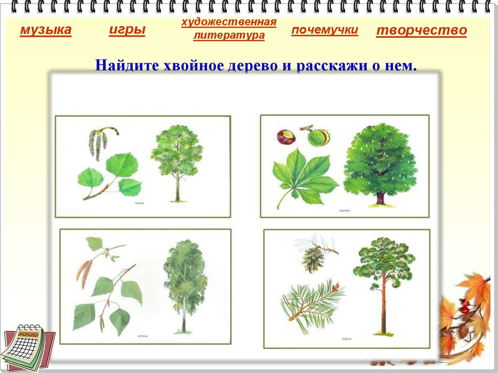 Найдите хвойное дерево и расскажи о нем.