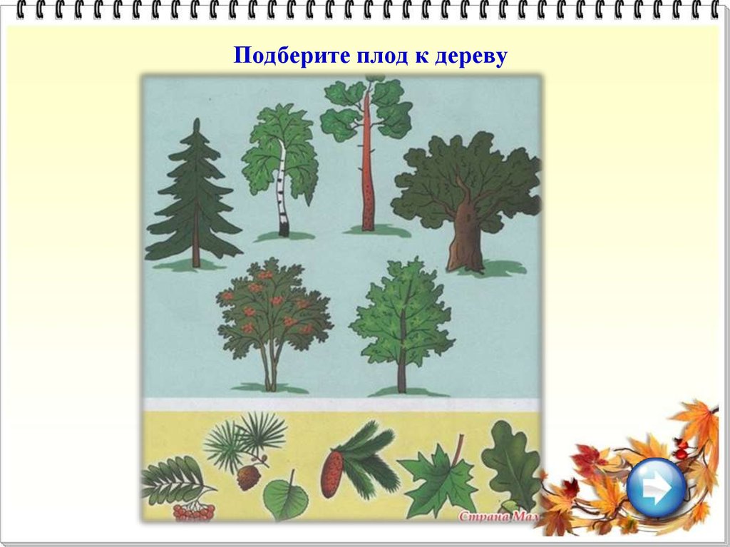 Подберите плод к дереву