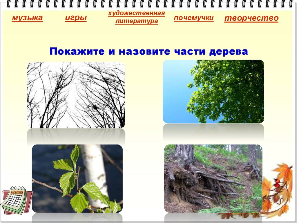 Покажите и назовите части дерева