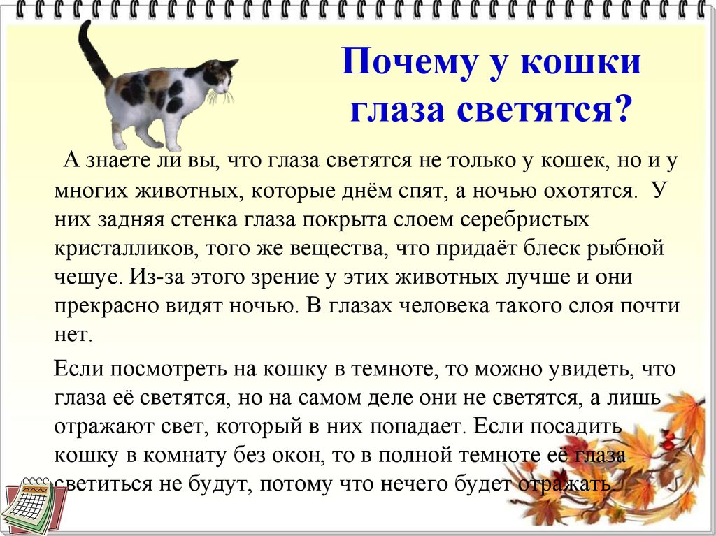 Почему у кошки глаза светятся?