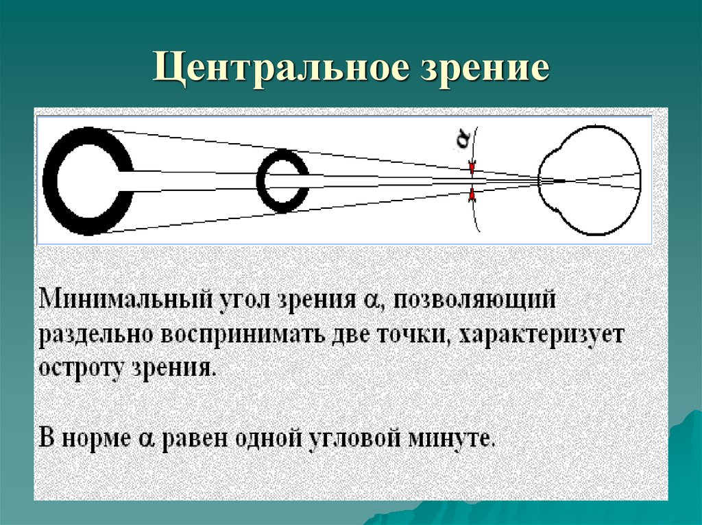 Минимальный размер изображения предмета на сетчатке глаза в норме равен