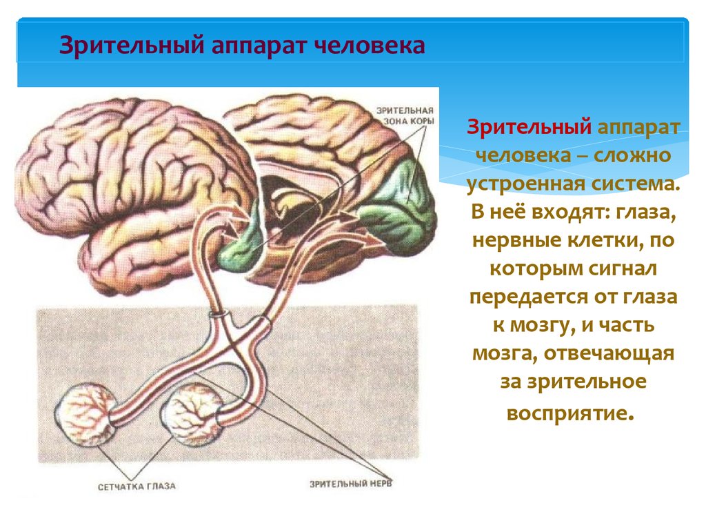 Строение глаз и мозга