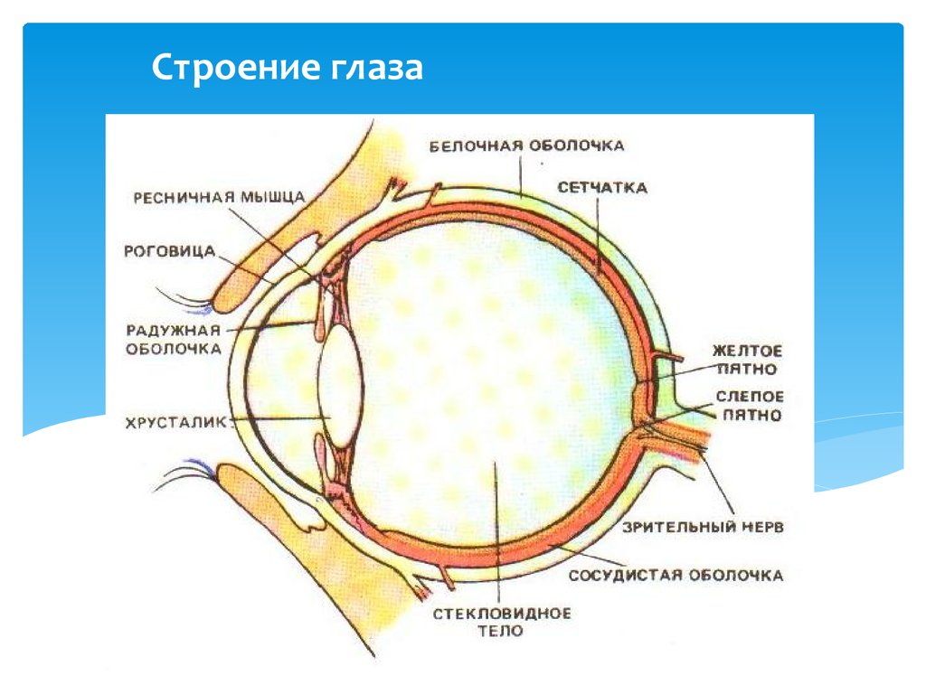 3 части сосудистой оболочки глаза