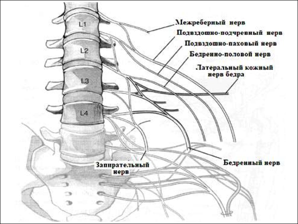 Невропатия полового нерва. Нерв l1 подвздошно-паховый. Подвздошно-паховый нерв иннервирует мышцы. Бедренно-половой нерв иннервация. Схема нервов пояснично крестцового отдела.