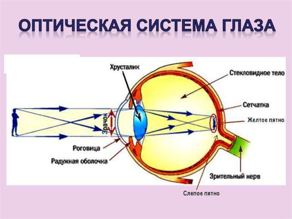 Какой орган глаза определяет цвет и видит изображение предметов