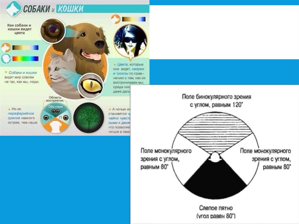 Какие цвета видят собаки